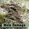 Moles