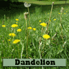 Dandelion